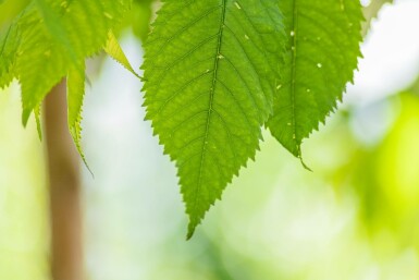 Prunus avium 'Plena' hoogstam 10/12