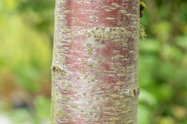 Prunus avium 'Plena' hoogstam 10/12