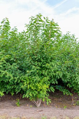 Prunus avium 'Plena' meerstammig 250-300