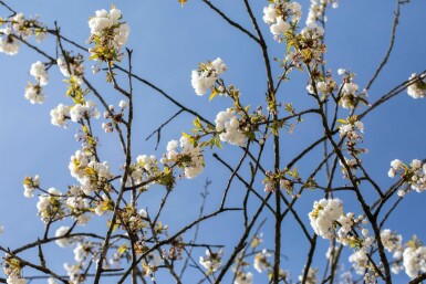 Prunus avium 'Plena' meerstammig 250-300