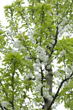 Prunus avium 'Plena' meerstammig 250-300