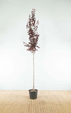 Prunus cerasifera 'Nigra' hoogstam 8/10