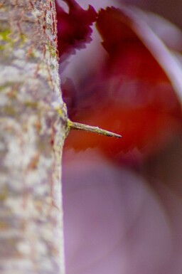 Prunus cerasifera 'Nigra' hoogstam 8/10