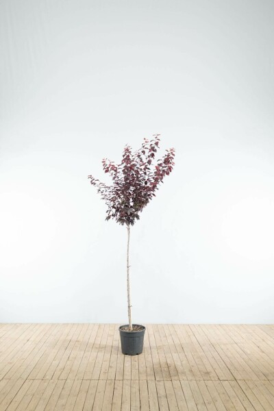 Prunus cerasifera 'Nigra' halfstam 120cm stam