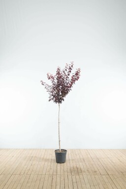 Prunus cerasifera 'Nigra' halfstam 120cm stam
