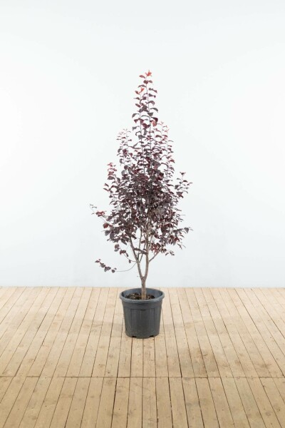 Prunus cerasifera 'Nigra' struik 100-125