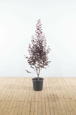 Kerspruim Prunus cerasifera 'Nigra' Struik Prunus cerasifera 'Nigra' struik