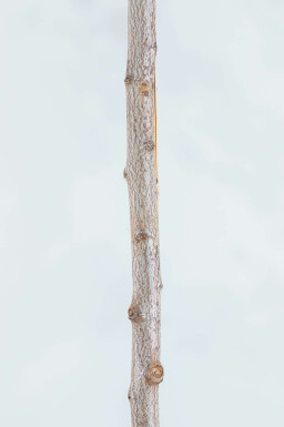 Prunus cerasifera 'Nigra' struik 100-125