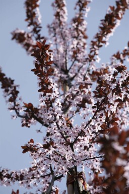 Prunus cerasifera 'Nigra' struik 100-125