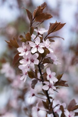 Prunus cerasifera 'Nigra' struik 100-125