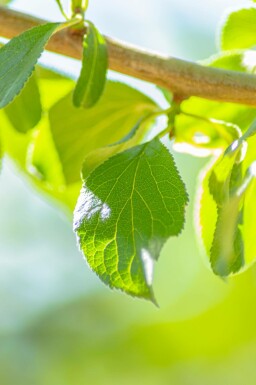 Pruimenboom Prunus domestica 'Hauszwetsche' Prunus domestica 'Hauszwetsche'