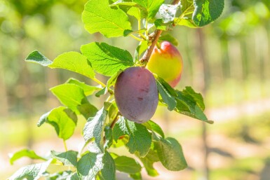 Prunus domestica 'Hauszwetsche' hoogstam 10/12