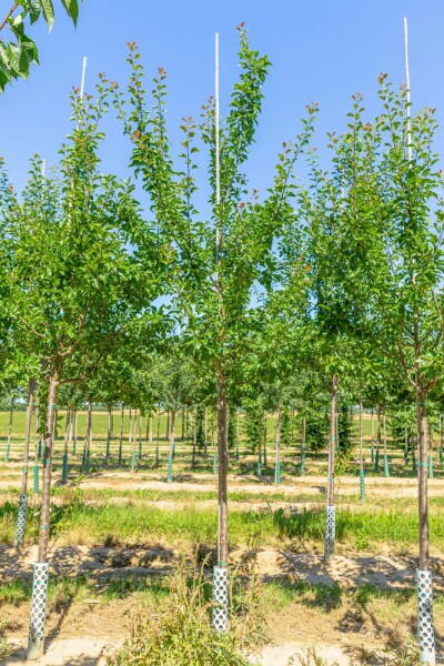 Prunus domestica 'Reine Claude Verte' hoogstam 20/25