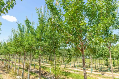 Pruimenboom Prunus domestica 'Reine Claude Verte' Hoogstam Prunus domestica 'Reine Claude Verte' hoogstam