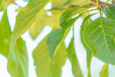 Prunus domestica 'Reine Claude Verte' hoogstam 20/25