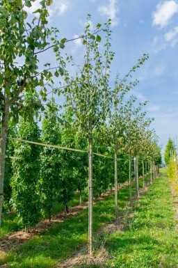 Amandelboom Prunus dulcis Prunus dulcis