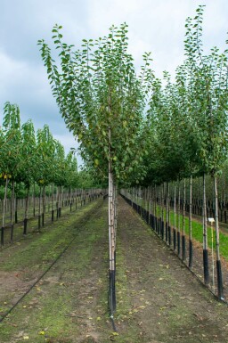 Amandelboom Prunus dulcis Hoogstam stamomtrek 12-14 P Prunus dulcis hoogstam 12/14