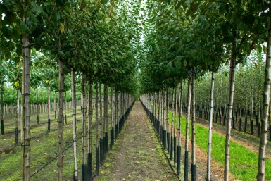 Prunus dulcis hoogstam 12/14