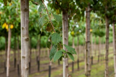 Prunus dulcis hoogstam 12/14