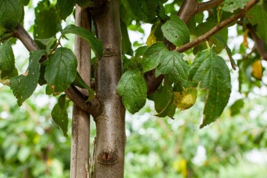 Prunus dulcis hoogstam 12/14