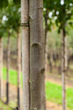 Amandelboom Prunus dulcis Hoogstam stamomtrek 12-14 P Prunus dulcis hoogstam 12/14