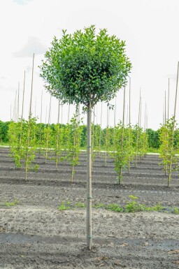 Sierkers Prunus x eminens 'Umbraculifera' Hoogstam stamomtrek 14-16 stamhoogte 225 P Prunus x eminens 'Umbraculifera' hoogstam 14/16 225cm stam