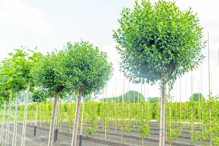 Sierkers Prunus x eminens 'Umbraculifera' Hoogstam stamomtrek 14-16 stamhoogte 225 P Prunus x eminens 'Umbraculifera' hoogstam 14/16 225cm stam