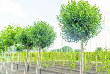 Prunus x eminens 'Umbraculifera' hoogstam 14/16 225cm stam