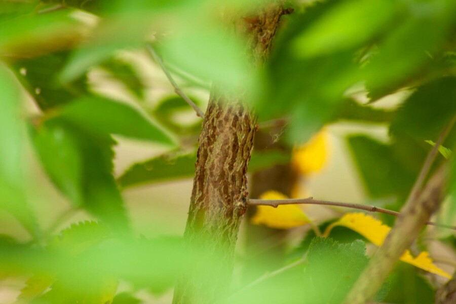 Sierkers Prunus incisa 'The Bride' Hoogstam stamomtrek 14-16 P Prunus incisa 'The Bride' hoogstam 14/16