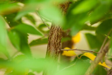 Sierkers Prunus incisa 'The Bride' Hoogstam stamomtrek 14-16 P Prunus incisa 'The Bride' hoogstam 14/16