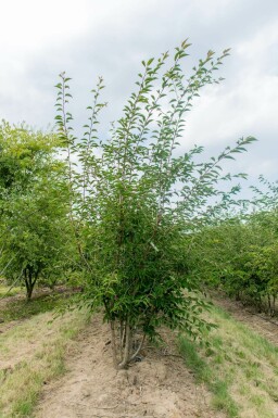 Prunus incisa 'The Bride' meerstammig 200-250
