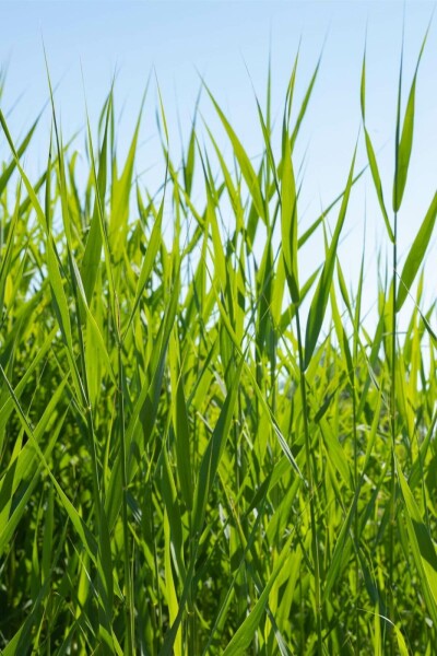 Riet Phragmites australis 5-10 Pot P9 Phragmites australis