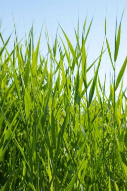 Riet Phragmites australis 5-10 Pot P9 Phragmites australis