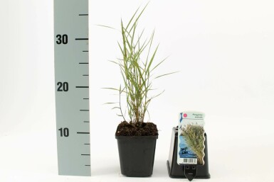 Riet Phragmites australis 5-10 Pot P9