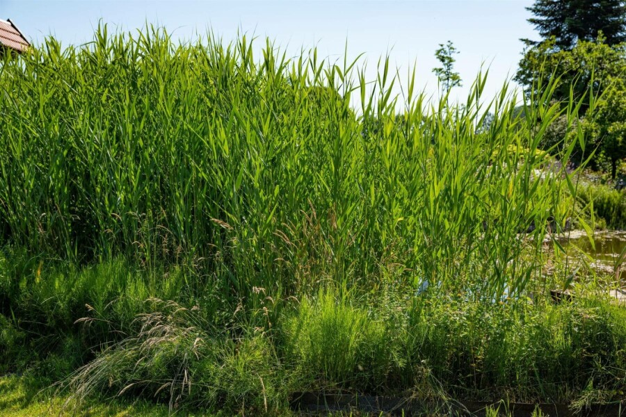 Riet Phragmites australis 5-10 Pot P9 Phragmites australis