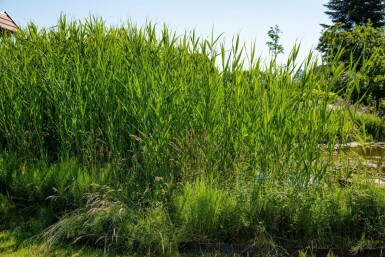 Riet Phragmites australis 5-10 Pot P9