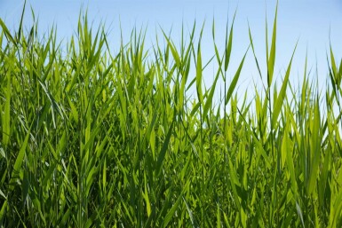 Riet Phragmites australis 5-10 Pot P9 Phragmites australis
