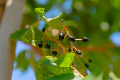 Prunus maackii 'Amber Beauty' meerstammig 200-250