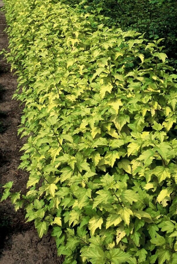 Blaasspirea Physocarpus opulifolius 'Dart's Gold' Struik 40-50 Pot C10 Physocarpus opulifolius 'Dart's Gold' struik 40-50 cm