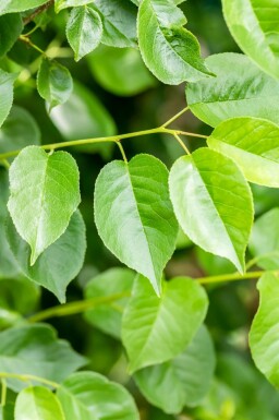 Prunus mahaleb meerstammig 200-250