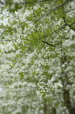 Prunus mahaleb meerstammig 200-250