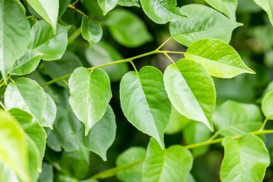 Prunus mahaleb meerstammig 200-250