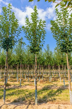 Gewone vogelkers Prunus padus Hoogstam Prunus padus hoogstam