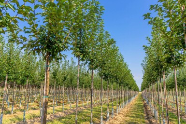 Prunus padus hoogstam 18/20