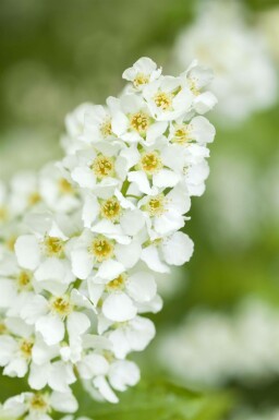 Prunus padus hoogstam 18/20