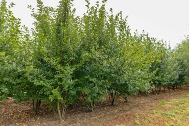 Prunus padus meerstammig 200-250