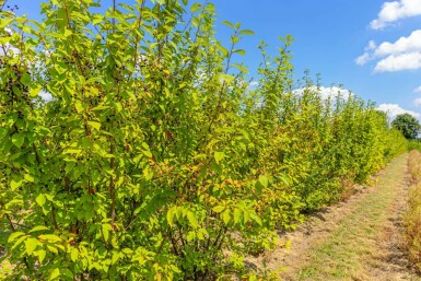 Prunus padus meerstammig 200-250