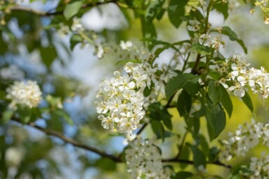 Prunus padus meerstammig 200-250