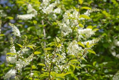 Prunus padus meerstammig 200-250