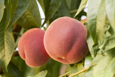 Perzisch ijzerhout Prunus persica Hoogstam Prunus persica hoogstam